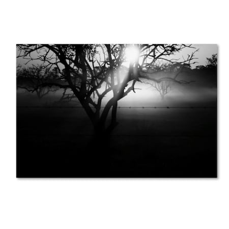 Patty Tuggle 'Black And White Morning Groves' Canvas Art,22x32